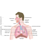 Health of the respiratory system