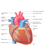 Phytosupport of the heart and blood vessels