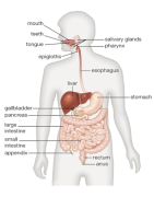 The Digestive System