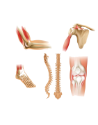 Articulations et os